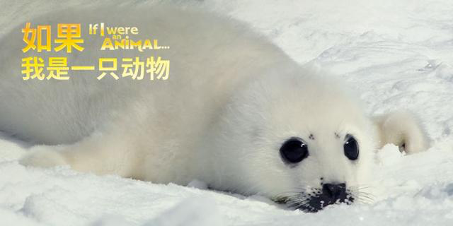《如果我是一只動(dòng)物》中文版  超贊的自然科普紀(jì)錄片
